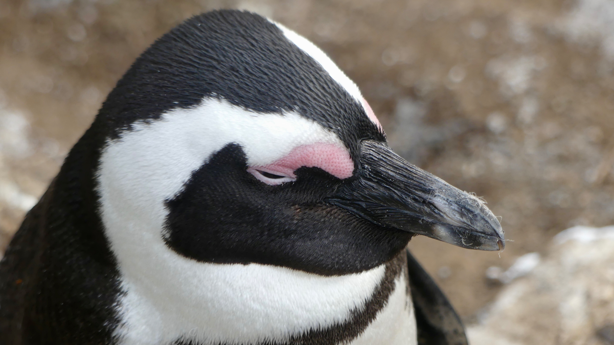 African Penguin Head detail